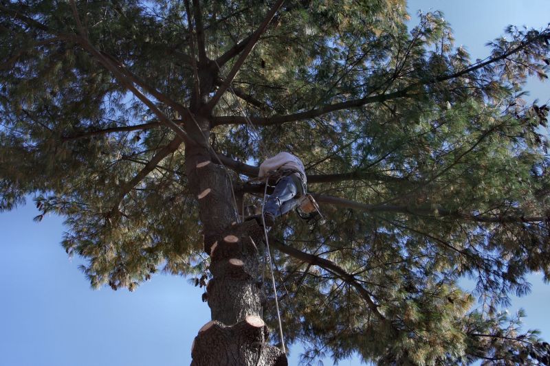 Tree Cabling Service